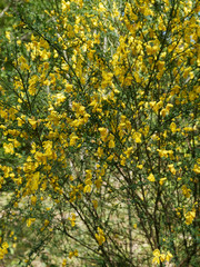 Genêt à balais (Cytisus scoparius)