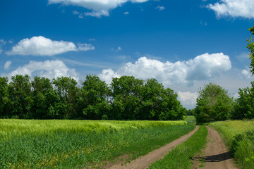 Ground road in the wheaten field and beautiful cloudy. Spring landscape.