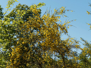 Genêt à balais (Cytisus scoparius), inflorescence printanière aux nombreuses fleurs jaunes sur des tiges ramifiées souples aux petites feuilles trifoliées vertes 