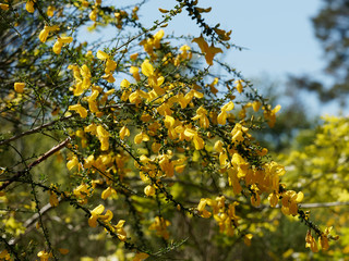 Genêt à balais (Cytisus scoparius), inflorescence printanière aux nombreuses fleurs jaunes sur des tiges ramifiées souples aux petites feuilles trifoliées vertes 