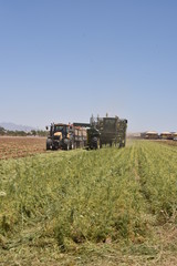 Arizona carrot crop havesting