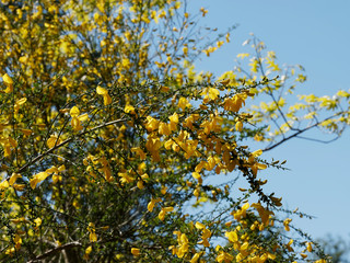 Genêt à balais (Cytisus scoparius), inflorescence printanière aux nombreuses fleurs jaunes sur des tiges ramifiées souples aux petites feuilles trifoliées vertes 