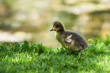 A baby ducks standing in the grass near the water