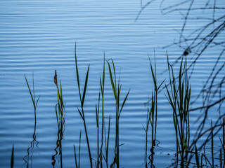 Растение на фоне воды.