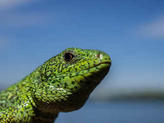 Зеленая ящерица на фоне неба.