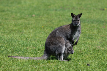 A Bennett Wallaby, native of the east coast of Australia and Tasmania, sometimes called the...