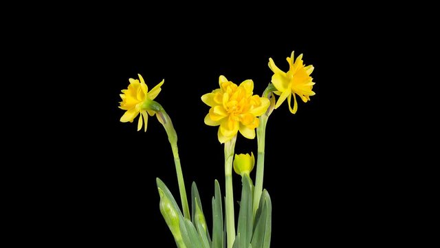 4K. Yellow narcissus blossom buds ALPHA matte, Ultra HD (Narcissus Sweet Pomponette). timelapse, 4096x2304.