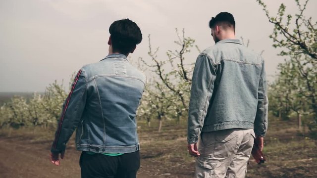Two young guys are walking in the flowered apple orchard