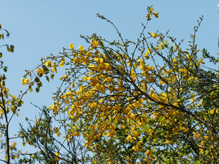 Genêt à balais (Cytisus scoparius)