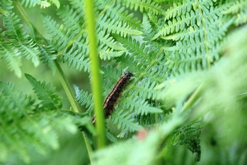 die Raupe auf dem Farn