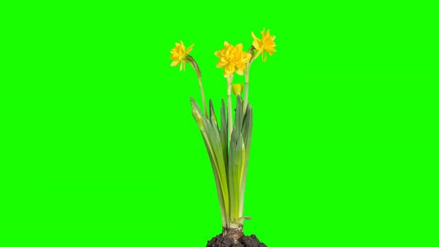 4K. Yellow narcissus blossom buds green screen, Ultra HD (Narcissus Sweet Pomponette). timelapse, 4096x2304.