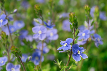 A lot of flowers of Veronica Chamaedrys in field with green grass