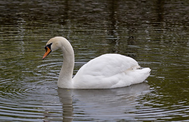 Fototapeta premium White swan on the water