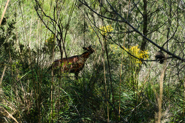 Wild tamed goat is looking and walking in the bush high gras in deia, Mallorca, Spain