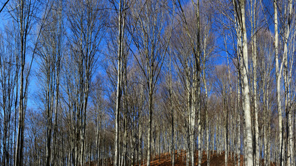 deciduous forest without leaves