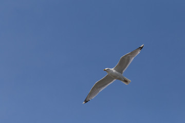 Fototapeta na wymiar European herring gull flying with opened wings in a clear blue sky