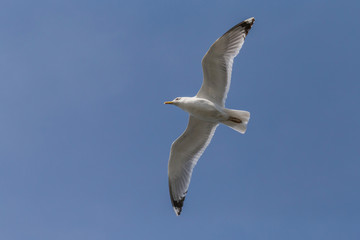 close up of European herring gull flying with opened wings in a blue sky