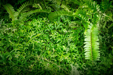 green leaves of ferns For natural background