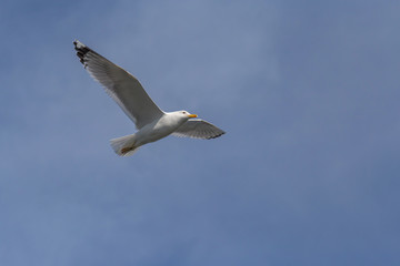 view on European herring gull flying with opened wings in a blue sky