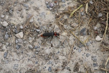 big beetle in front of gray background from above