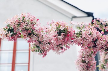 flower, pink, flowers, garden, nature, plant, blossom, bloom, green, purple, petunia, summer, spring, beauty, beautiful, flora, floral, blooming, decoration, gardening, colorful