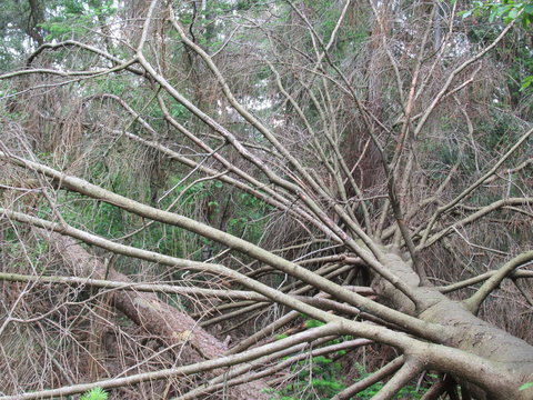 feled trees in de forest