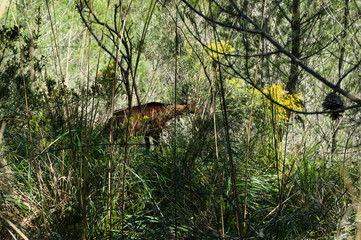 Wild tamed goat is looking and walking in the bush high gras in deia, Mallorca, Spain