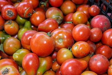 Red tomato. Fresh, new crop. Partially unripe greenish. On some cracked texture. They're in a black plastic basket.