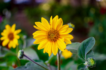 Helianthus plant with yellow flower