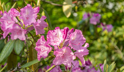Fototapeta premium Brightly pink flowers blooming rhododendron on a sunny day.