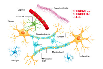 Vector infographic of Neuron and glial cells (Neuroglia). Astrocyte, microglia and oligodendrocyte, ependymal cells (ependymocytes and tanycytes) - obrazy, fototapety, plakaty