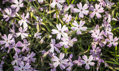Wild field flowers. Beautiful colorful flowers photography