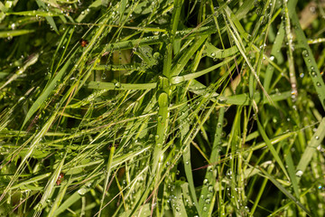 Hay after rain. A lot of water droplets on the grass. The impact of natural phenomena on the flora.