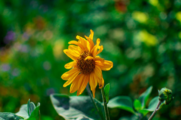 Helianthus plant with green around it