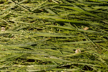 Hay after rain. A lot of water droplets on the grass. The impact of natural phenomena on the flora.