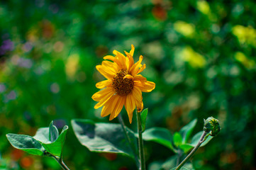 Helianthus plant with a yellow flower