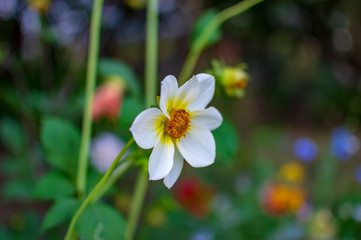 White yellow flowers are exotic and clean