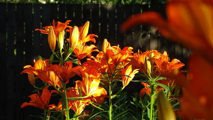 Orange flowers