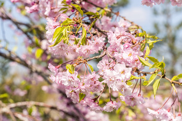 Blooming sakura flowers at spring