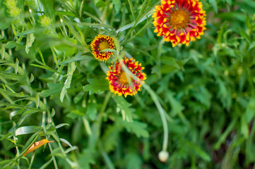 Red petal flowers with buds and leaves