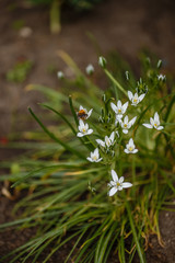 white flowers in a flowerbed called ornithogalum spring garden