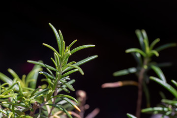 Close up of rosemary with spider web. Black background.