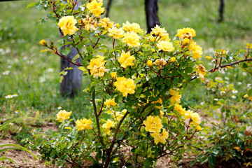 Yellow rose bush in the park 