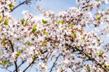 Obraz premium Close up of white sakura blooming flowers on blurred background