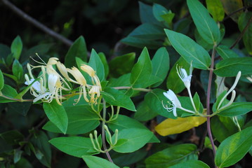 Honey Suckle in bloom