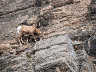 Mountain Goat on the Side of a Cliff