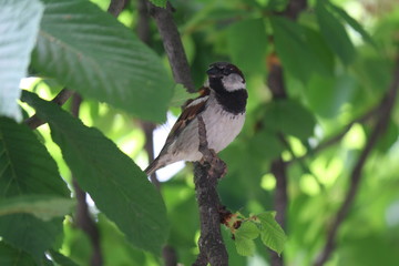sparrow sits on chestnut