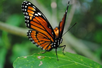 Fototapeta na wymiar butterfly on a Leaf