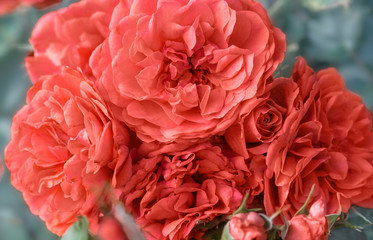 Beautiful living coral roses flowers in garden close up. Tinted effect