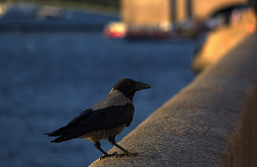 Evening at the river on the parapet sat a crow